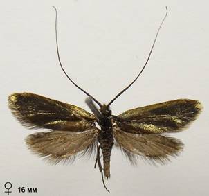 A.reaumurella_1..%20
