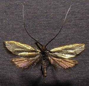 A.reaumurella_1...