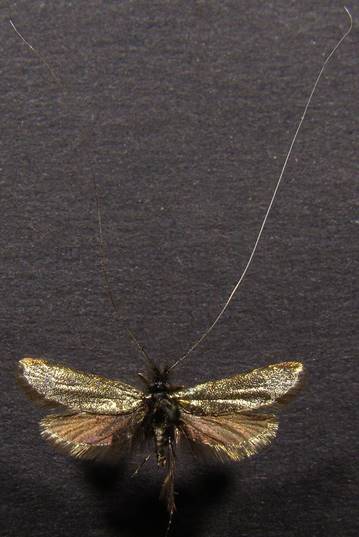 A.reaumurella_2...