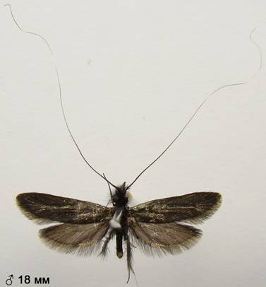 A.reaumurella_3..%20