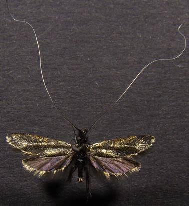 A.reaumurella_3...