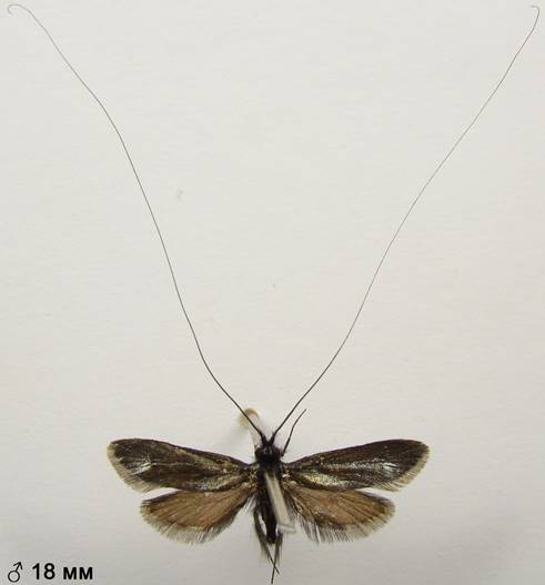 A.reaumurella_4..%20