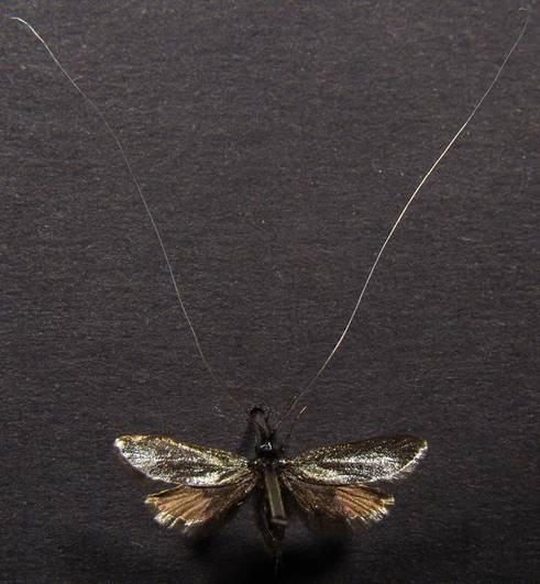 A.reaumurella_4...