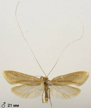 N.swammerdamella..%20