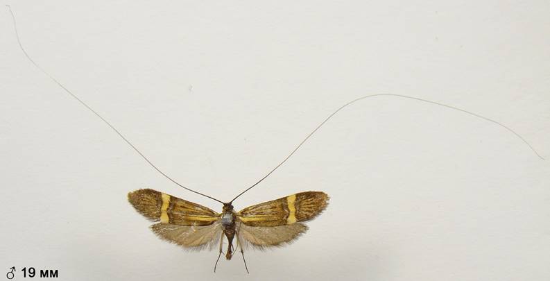 N.degeerella_1..%20