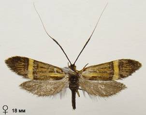 N.degeerella_2