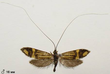 N.ochsenheimerella_1..%20