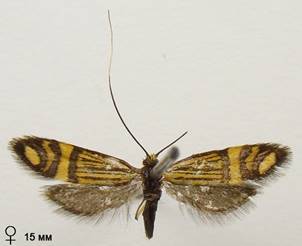 N.ochsenheimerella_2..%20