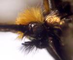N.violellus_gol.