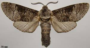 A.terebra