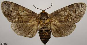 C.cossus_1