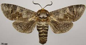 C.cossus_4