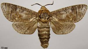 C.cossus_3