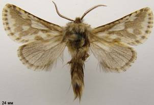 D.ulula