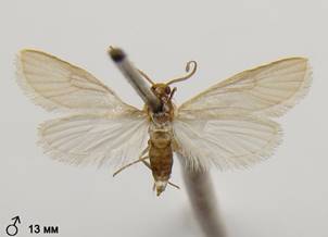 A.ephemerella_1