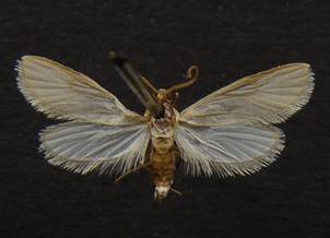 A.ephemerella_1.