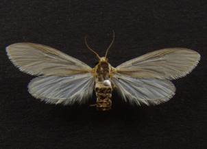 A.ephemerella_2.