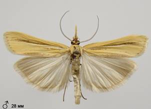 A.deliella_3.%20