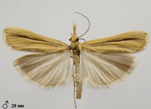 A.deliella_4.%20