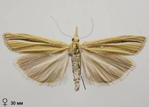 A.deliella_5.%20