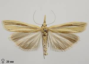 A.deliella_6.%20