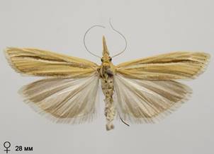 A.deliella_7.%20