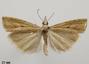 A.geniculea_1.%20�����