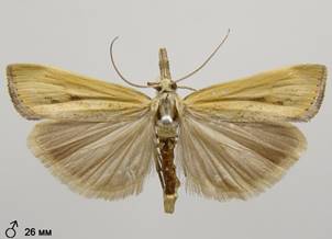 A.inquinatella_1
