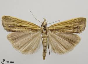 A.inquinatella_3