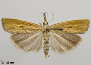 A.inquinatella_4