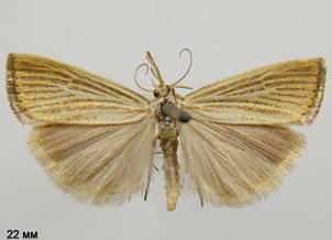 A.straminella_2.%20