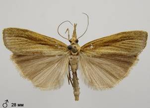A.tristella_1.%20