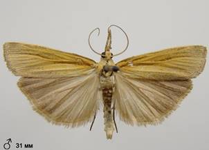 A.tristella_2.%20