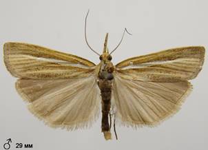 A.tristella_3.%20