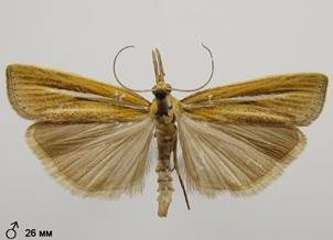 A.tristella_4.%20