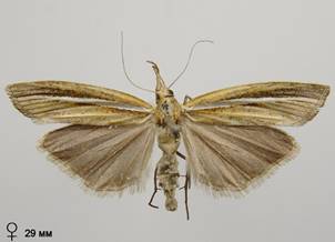 A.tristella_5