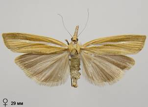 A.tristella_6