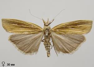 A.tristella_7