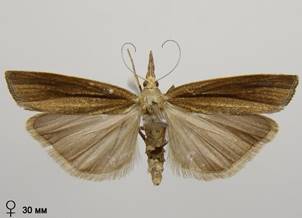 A.tristella_8