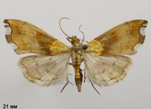 A.nemoralis_2.%20