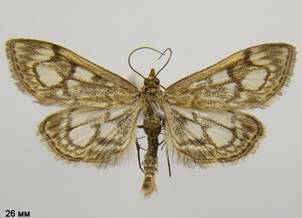 A.coronata_2