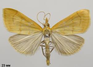 A.crocealis_1.%20
