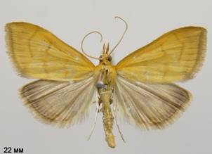 A.crocealis_2.%20