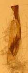 A.crocealis_ed_ser1.