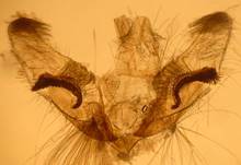 A.crocealis_gen_ser1_.