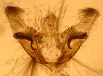 A.crocealis_gen_ser2.
