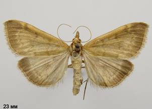 A.fuscalis_1.%20