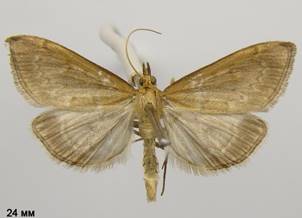 A.fuscalis_2.%20