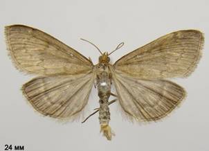 A.fuscalis_3