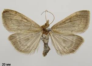 A.fuscalis_4